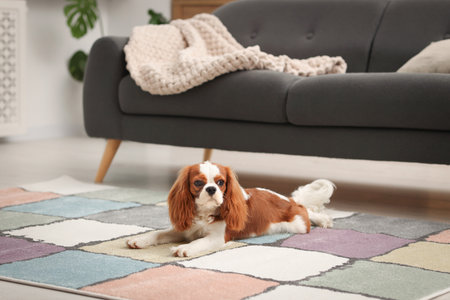 Cavalier King Charles spaniel dog on rug at home