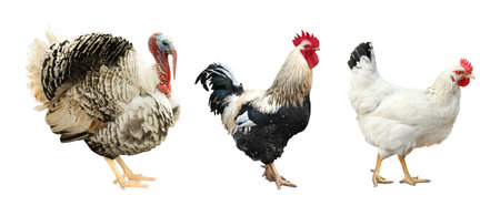 Turkey, rooster and hen on white background. Domestic birds