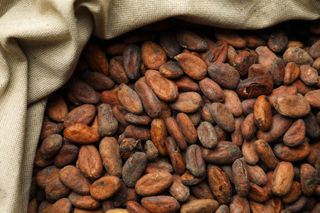 Fresh cocoa beans in sack, top viewの写真素材