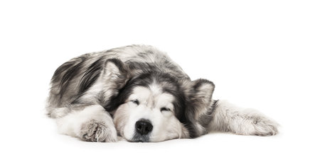 Adorable Alaskan malamute dog lying on white backgroundの写真素材