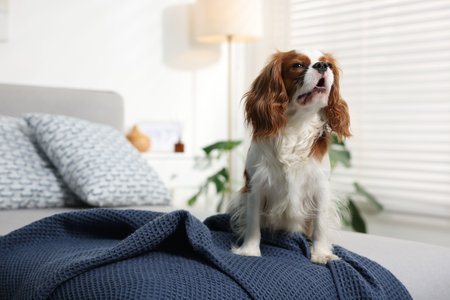 Adorable Cavalier King Charles Spaniel dog sitting on bed at homeの写真素材