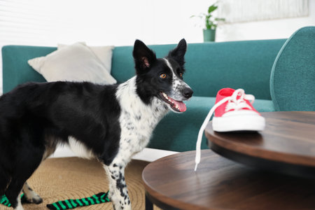 Cute Border Collie dog and sneaker on coffee table indoors, closeup