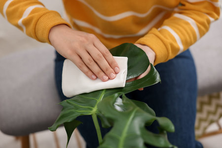 Woman wiping beautiful houseplant leaf at home, closeup