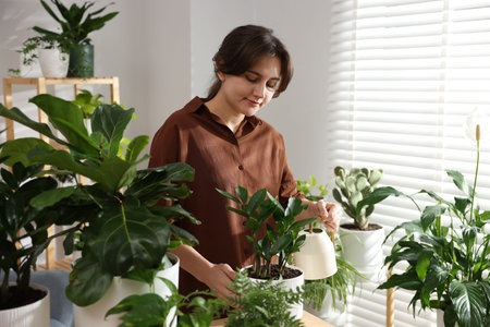 Woman watering beautiful potted houseplant near window at homeの写真素材