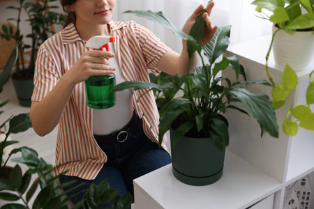 Woman spraying beautiful potted houseplant with water indoors, closeupの写真素材