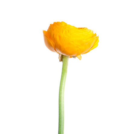 Beautiful fresh ranunculus flower isolated on white