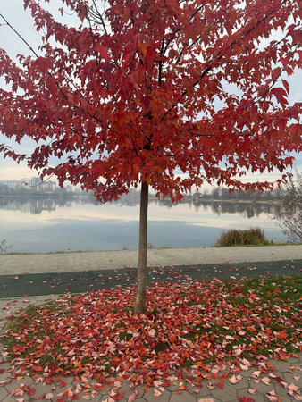 Beautiful tree with red leaves near lake outdoors
