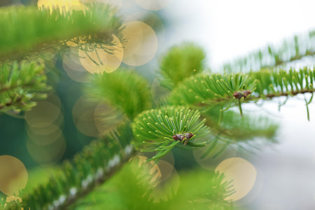 Beautiful fir tree against blurred lights, closeup. Bokeh effect
