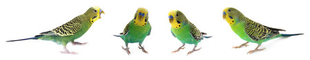 Budgie isolated on white, set. Green parrot