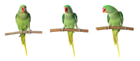 Bright green Alexandrine Parrot on branch against white background, set