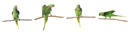 Bright green Alexandrine Parrot on branch against white background, set