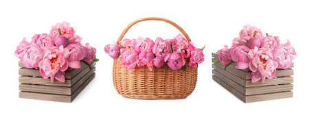 Beautiful peonies isolated on white, set. Spring flowerの写真素材