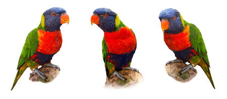 Rainbow lorikeet isolated on white, set. Bright parrot