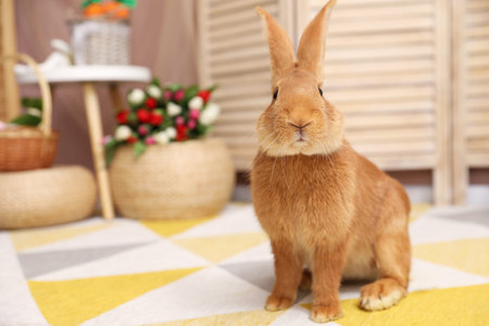 Cute Easter bunny on rug indoors, closeup. Space for textの写真素材