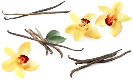 Vanilla pods, flowers and green leaves isolated on white, collection