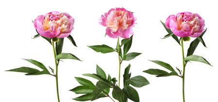Pink peonies isolated on white, set. Spring flowerの写真素材