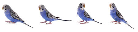 Budgie isolated on white, set. Blue parrotの写真素材