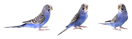 Budgie isolated on white, set. Blue parrot