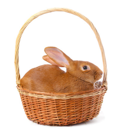 Cute fluffy bunny in basket isolated on whiteの写真素材