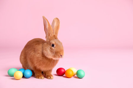 Cute fluffy Easter bunny and painted eggs on pink background, space for text