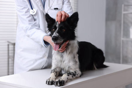 Professional veterinarian with cute dog in clinic, closeup