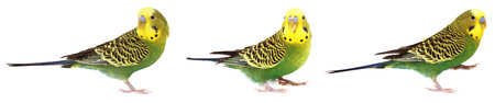 Budgie isolated on white, set. Green parrot