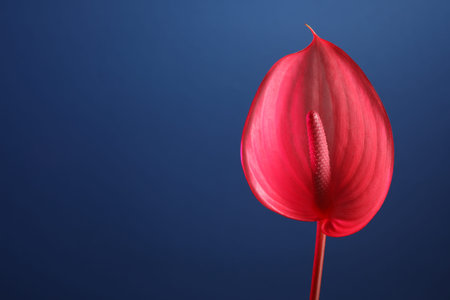 Beautiful pink flower on blue background, closeup. Space for text