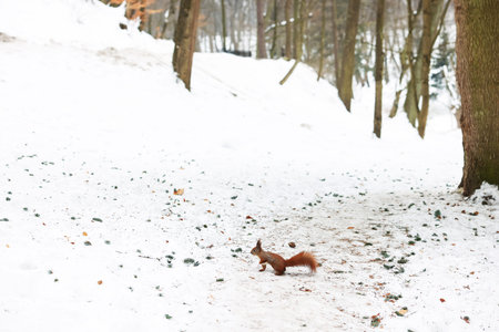 Cute red squirrel on snow in winter parkの写真素材