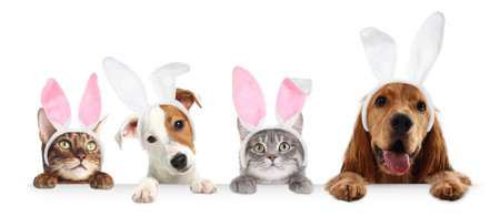Cute dogs and cats with Easter bunny headbands peering out of banner on white backgroundの写真素材