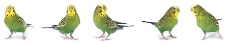 Budgie isolated on white, set. Green parrotの写真素材