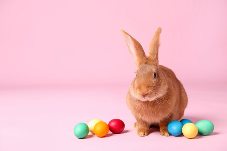 Cute fluffy Easter bunny and painted eggs on pink background, space for textの写真素材