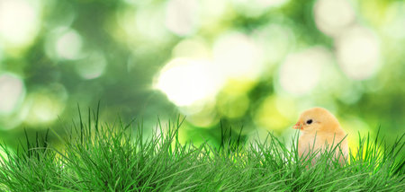 Cute chick in bright green grass against blurred background, bokeh effect