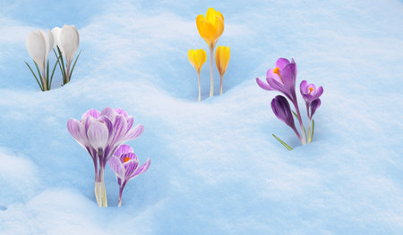 Beautiful crocuses with colorful flowers growing through snow. Banner design