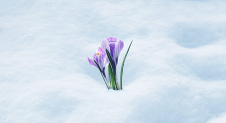 Beautiful violet crocus flowers growing through snow. Banner design