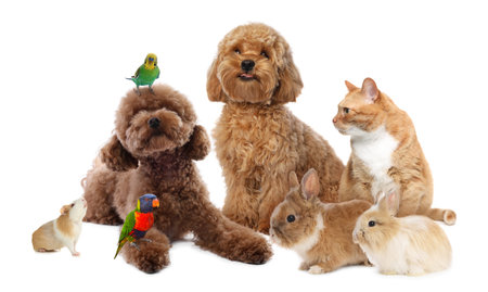 Cute pets on white background. Parrots, dogs, cat, bunny, rabbit and guinea pig
