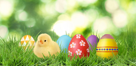 Easter eggs and cute fluffy chick in green grass outdoors
