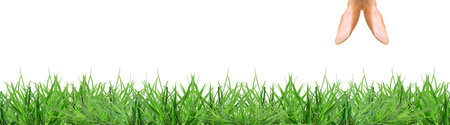 Easter bunny ears over bright green grass against white backgroundの写真素材
