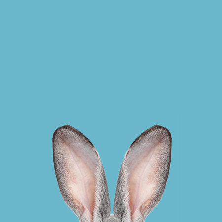Fluffy rabbit ears on blue background. Easter bunny