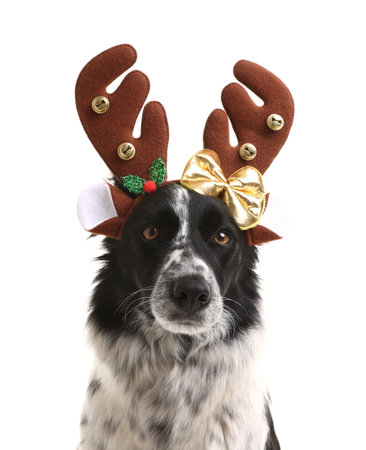 Cute Border Collie dog in Christmas headband on white backgroundの写真素材