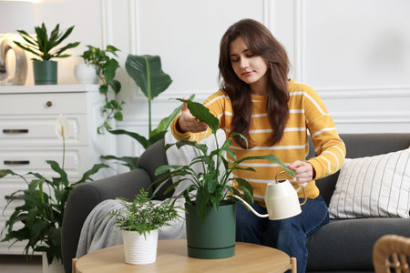 Woman watering beautiful potted houseplant at homeの写真素材