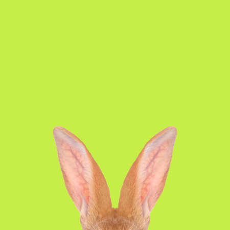 Fluffy rabbit ears on light green background. Easter bunnyの写真素材