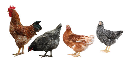 Rooster and hens on white background. Domesticated birdの写真素材