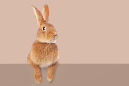 Cute fluffy rabbit behind banner against dark beige background