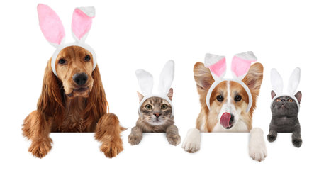 Cute dogs and cats with Easter bunny headbands peering out of banner on white backgroundの写真素材