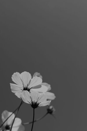 Beautiful cosmos flowers outdoors. Black and white toningの写真素材