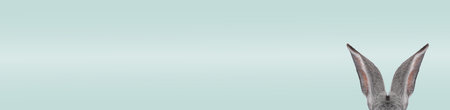 Fluffy rabbit ears on color background, banner design. Easter bunny