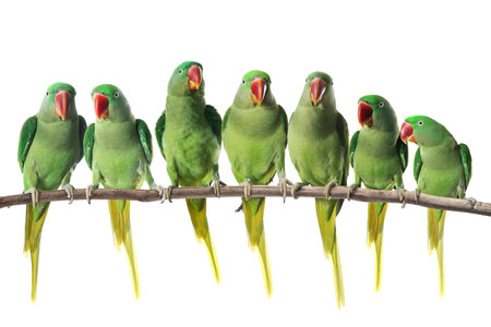 Alexandrine parrots sitting on branch against white background. Feathered pet