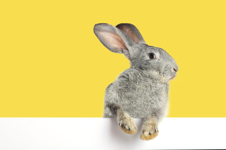 Cute fluffy rabbit behind white banner against yellow background