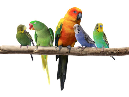 Different parrots sitting on branch against white background. Feathered pet