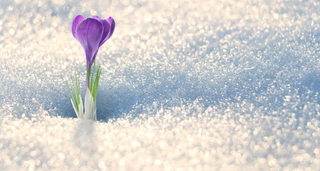 Beautiful crocus with purple flower growing through snow sparkling in sunlight. Banner designの写真素材